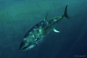 Bluefin Tuna by Paul Colley 